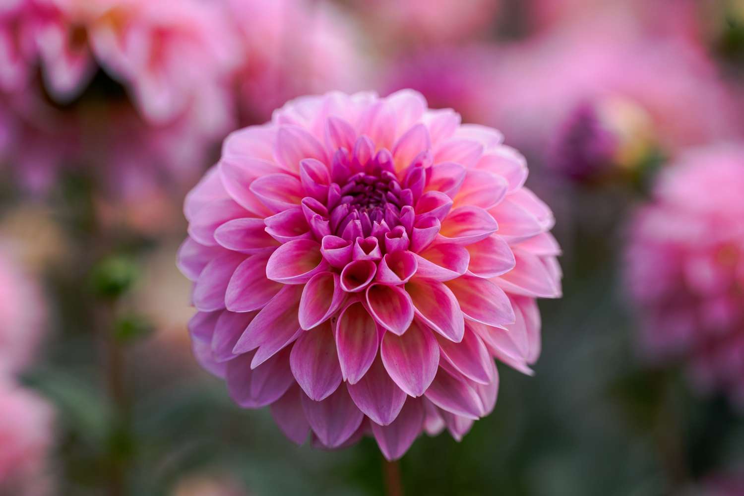 Dahlie 'Esli'
